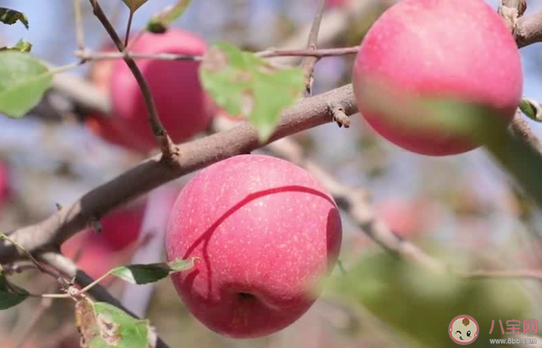太空蘋果到底牛在哪里 太空蘋果和普通蘋果有什么不同