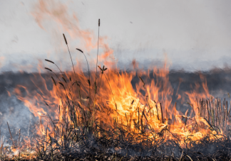 秸稈焚燒引發東北空氣重污染 秸稈焚燒會帶來什么影響