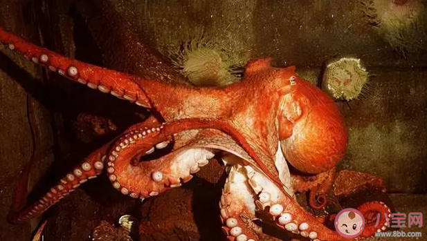 哪種章魚能模仿十余種不同種類的海洋生物 神奇海洋11月3日答案
