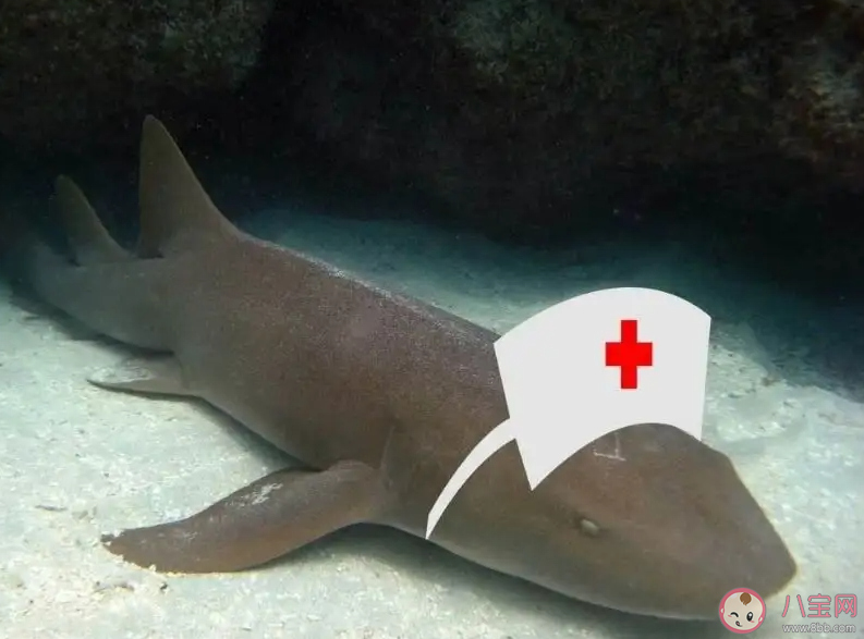 以下哪一項是護士鯊的生活習性 神奇海洋11月6日答案