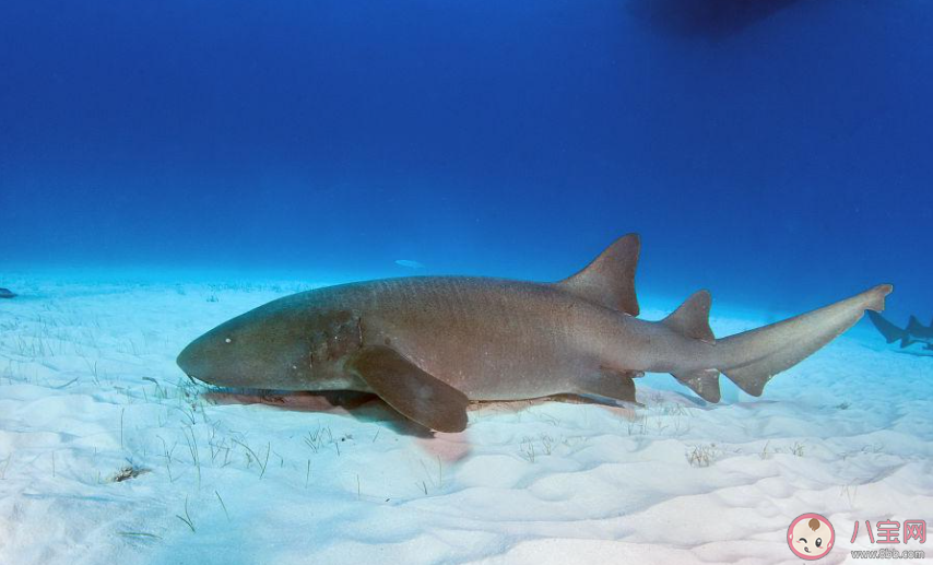 以下哪一項是護士鯊的生活習性 神奇海洋11月6日答案