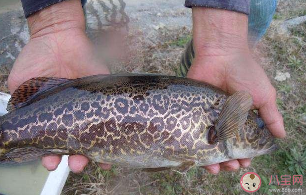 生活在海洋中的鰻鱖是一種海蛇嗎 神奇海洋11月7日答案