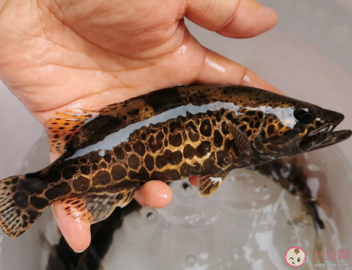 生活在海洋中的鰻鱖是一種海蛇嗎 神奇海洋11月7日答案