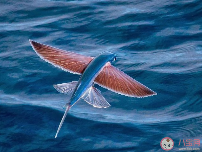 你知道嗎飛魚飛出水面時通常是怎樣的 神奇海洋11月8日答案