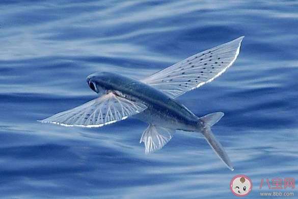 你知道嗎飛魚飛出水面時通常是怎樣的 神奇海洋11月8日答案