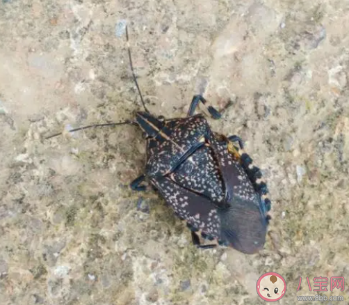 浙江多地出現大量臭屁蟲是怎么回事 家里出現臭屁蟲怎么辦