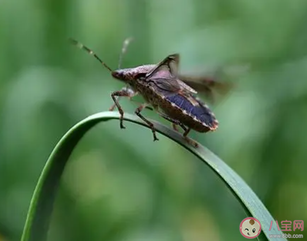 浙江多地出現大量臭屁蟲是怎么回事 家里出現臭屁蟲怎么辦