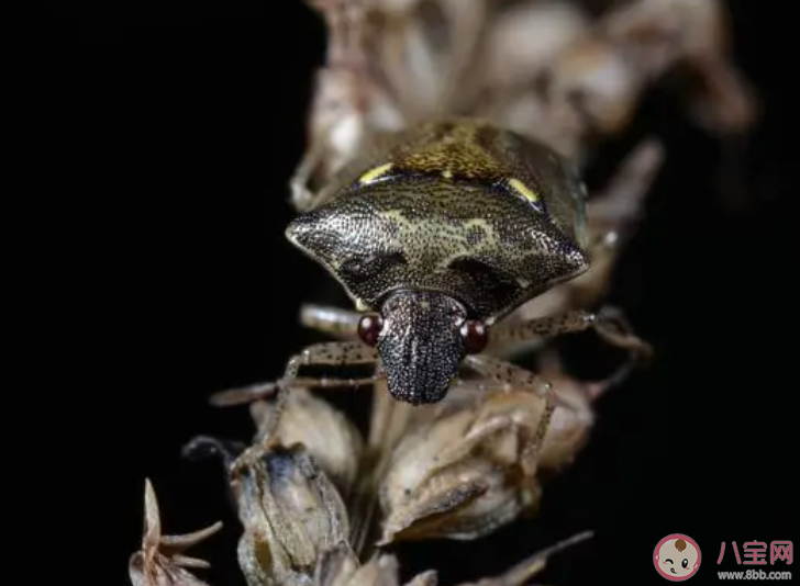 浙江多地出現大量臭屁蟲是怎么回事 家里出現臭屁蟲怎么辦