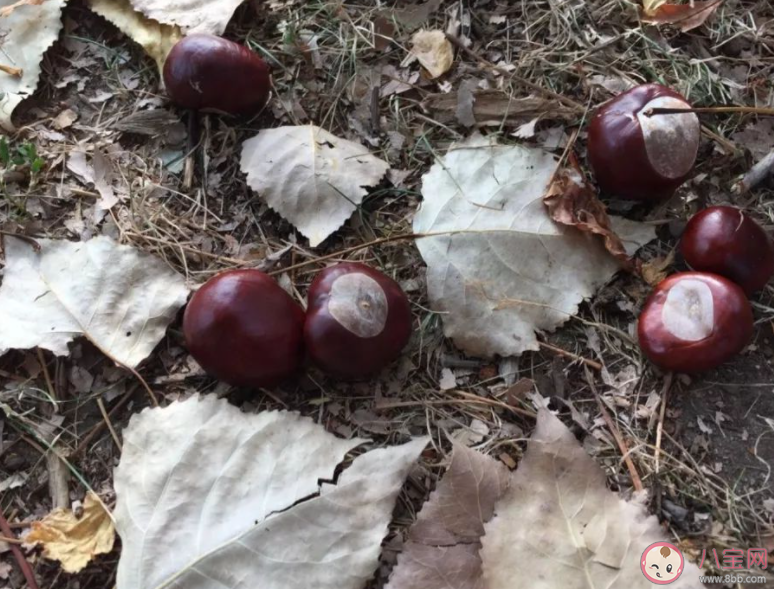 怎么區分板栗和馬栗 馬栗能不能吃