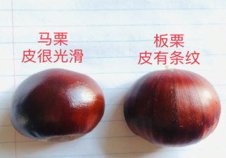 怎么區(qū)分板栗和馬栗 馬栗能不能吃