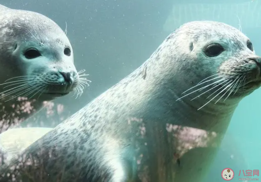 海獅之所以得名和以下哪種原因有關 神奇海洋11月10日答案