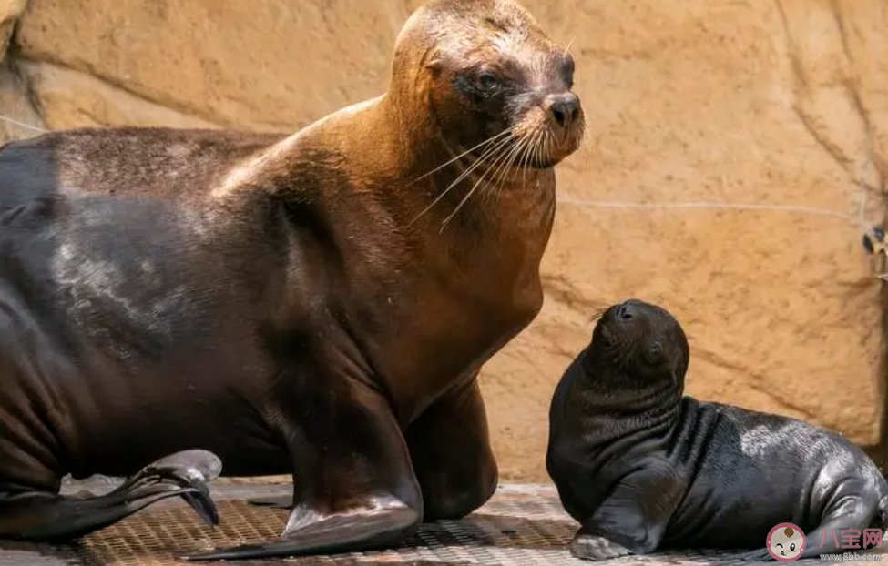 海獅之所以得名和以下哪種原因有關 神奇海洋11月10日答案