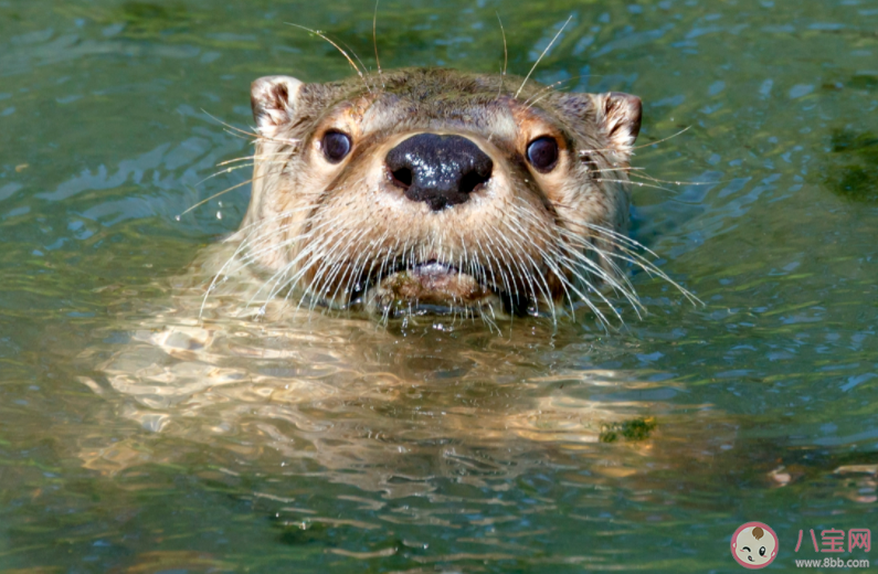 古人曾馴化哪種小動(dòng)物幫助人類捕魚 螞蟻莊園11月11日答案 古人曾馴化哪種小動(dòng)物幫助人類捕魚 螞蟻莊園11月11日答案