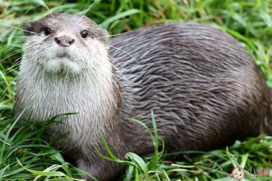 古人曾馴化哪種小動(dòng)物幫助人類捕魚 螞蟻莊園11月11日答案 古人曾馴化哪種小動(dòng)物幫助人類捕魚 螞蟻莊園11月11日答案
