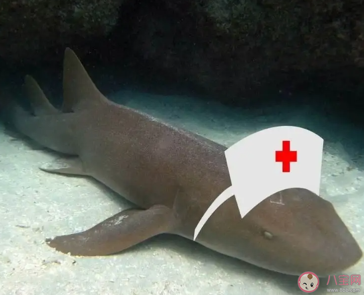 護(hù)士鯊之所以得名猜猜和什么有關(guān) 神奇海洋11月11日答案 護(hù)士鯊之所以得名猜猜和什么有關(guān) 神奇海洋11月11日答案