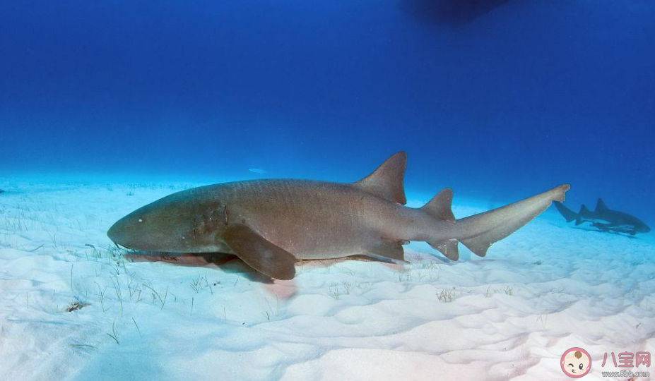 護(hù)士鯊之所以得名猜猜和什么有關(guān) 神奇海洋11月11日答案 護(hù)士鯊之所以得名猜猜和什么有關(guān) 神奇海洋11月11日答案