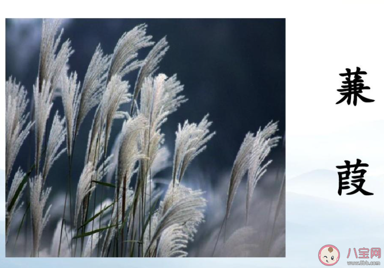 《詩經》名句蒹葭蒼蒼白露為霜的蒹葭其實是幾種植物 螞蟻莊園11月12日答案 《詩經》名句蒹葭蒼蒼白露為霜的蒹葭其實是幾種植物 螞蟻莊園11月12日答案