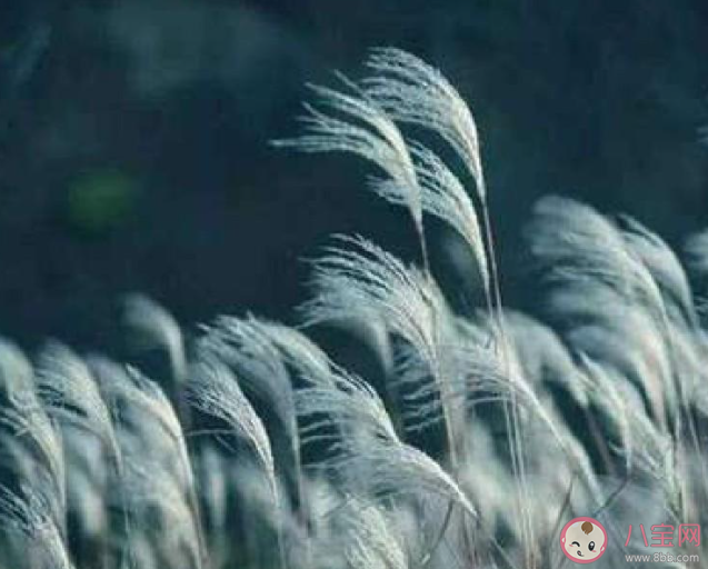 《詩經》名句蒹葭蒼蒼白露為霜的蒹葭其實是幾種植物 螞蟻莊園11月12日答案 《詩經》名句蒹葭蒼蒼白露為霜的蒹葭其實是幾種植物 螞蟻莊園11月12日答案