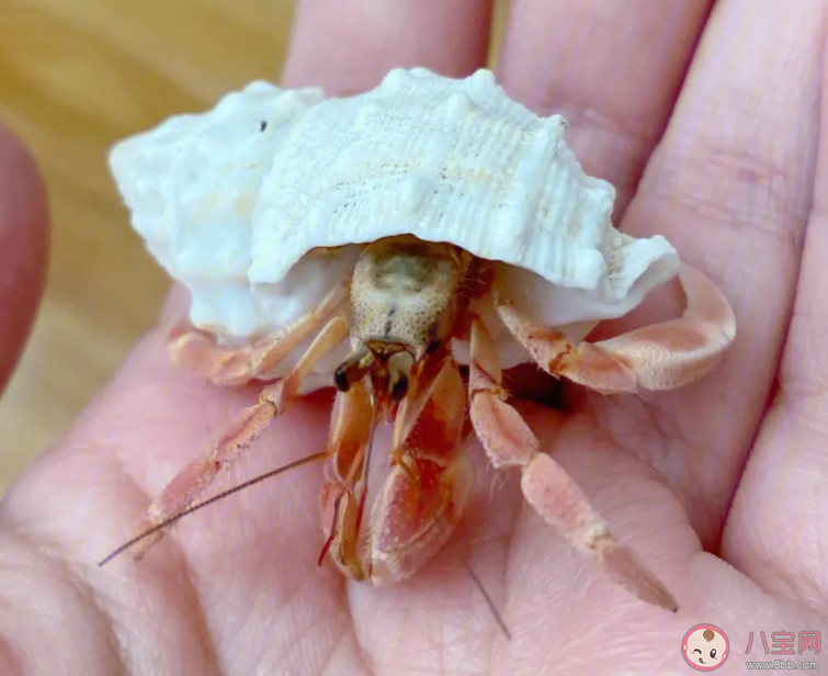 猜一猜以下哪—種海洋生物屬于節(jié)肢動物 神奇海洋11月13日答案