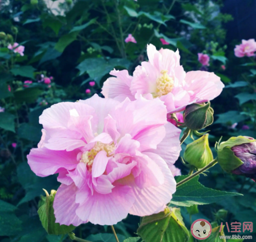 我國哪個省份在古代有芙蓉國的美稱 螞蟻莊園11月14日答案介紹 我國哪個省份在古代有芙蓉國的美稱 螞蟻莊園11月14日答案介紹