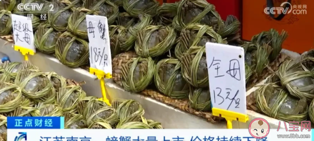 大閘蟹跌出白菜價是什么原因 大閘蟹應該如何挑選 大閘蟹跌出白菜價是什么原因 大閘蟹應該如何挑選