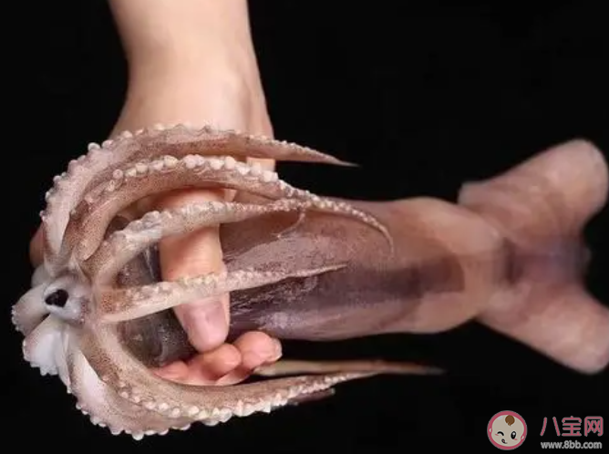 魷魚屬于海洋魚類嗎 神奇海洋11月14日答案 魷魚屬于海洋魚類嗎 神奇海洋11月14日答案