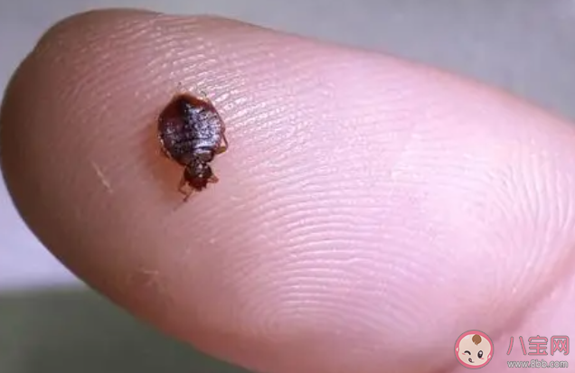 床虱危機為何席卷全球 家中的床虱怎樣處理 床虱危機為何席卷全球 家中的床虱怎樣處理