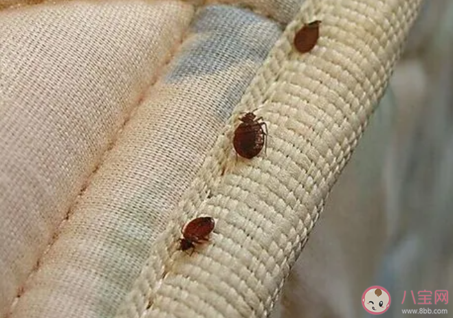 床虱危機為何席卷全球 家中的床虱怎樣處理 床虱危機為何席卷全球 家中的床虱怎樣處理