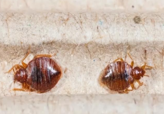 床虱危機(jī)為何席卷全球 家中的床虱怎樣處理