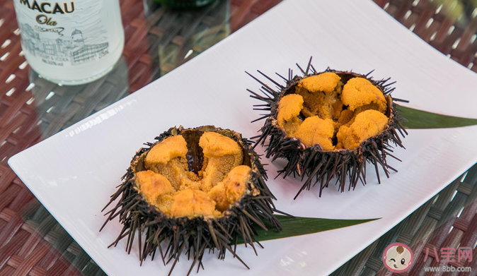 以下哪種海洋生物渾身是刺有海中仙人球之稱 神奇海洋11月15日答案介紹 以下哪種海洋生物渾身是刺有海中仙人球之稱 神奇海洋11月15日答案介紹