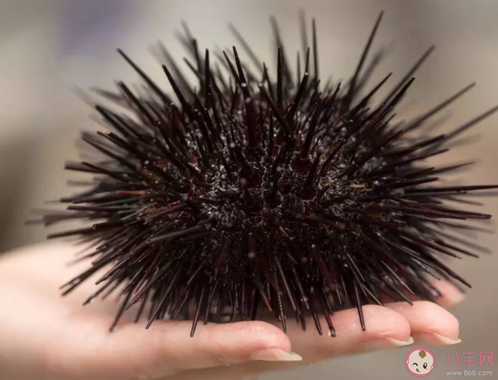 以下哪種海洋生物渾身是刺有海中仙人球之稱 神奇海洋11月15日答案介紹 以下哪種海洋生物渾身是刺有海中仙人球之稱 神奇海洋11月15日答案介紹