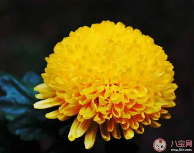 以下哪種花卉有花中隱士之稱 螞蟻莊園11月16日答案 以下哪種花卉有花中隱士之稱 螞蟻莊園11月16日答案