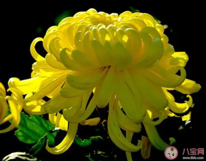 以下哪種花卉有花中隱士之稱 螞蟻莊園11月16日答案 以下哪種花卉有花中隱士之稱 螞蟻莊園11月16日答案