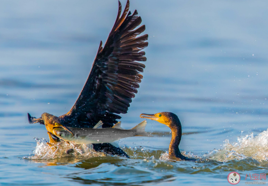 以下哪種民間技藝作為非物質文化遺產在少數地區仍有傳承 螞蟻新村11月16日答案 以下哪種民間技藝作為非物質文化遺產在少數地區仍有傳承 螞蟻新村11月16日答案