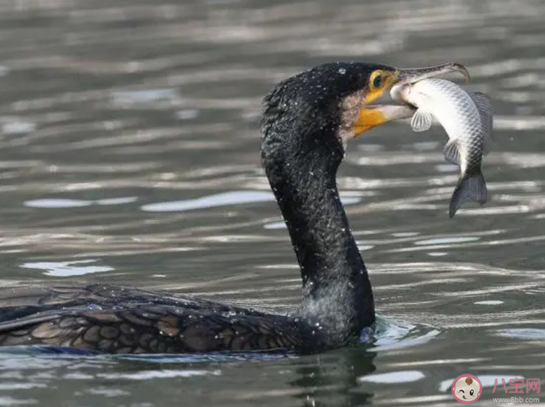 以下哪種民間技藝作為非物質文化遺產在少數地區仍有傳承 螞蟻新村11月16日答案 以下哪種民間技藝作為非物質文化遺產在少數地區仍有傳承 螞蟻新村11月16日答案