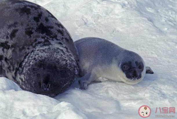 猜一猜斑海豹寶寶剛出生時(shí)是什么顏色 神奇海洋11月16日答案 猜一猜斑海豹寶寶剛出生時(shí)是什么顏色 神奇海洋11月16日答案