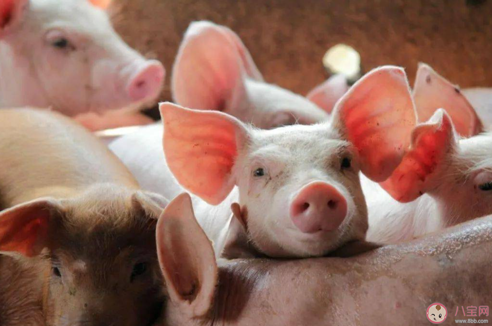 豬企增量不增收拐點(diǎn)在哪 養(yǎng)豬怎樣才能掙錢 豬企增量不增收拐點(diǎn)在哪 養(yǎng)豬怎樣才能掙錢