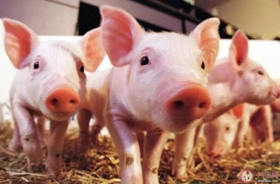豬企增量不增收拐點(diǎn)在哪 養(yǎng)豬怎樣才能掙錢 豬企增量不增收拐點(diǎn)在哪 養(yǎng)豬怎樣才能掙錢