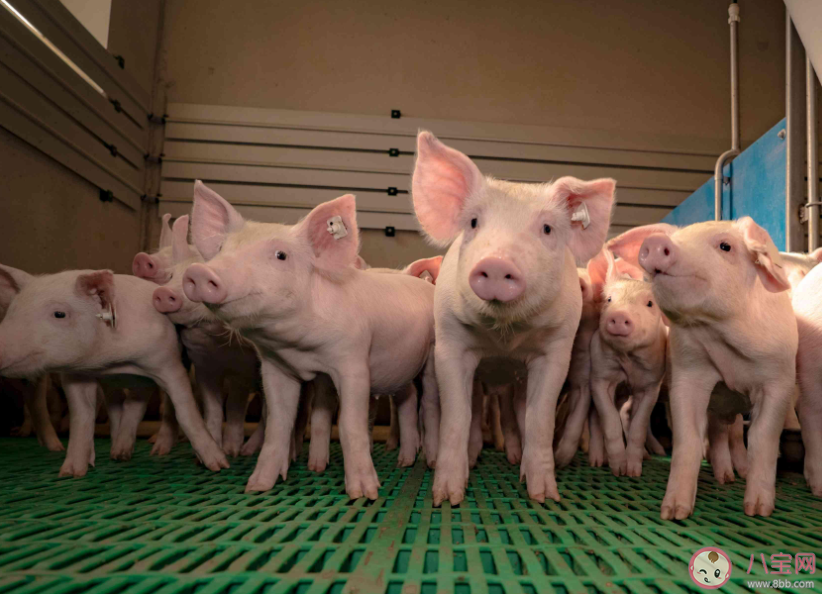 豬企增量不增收拐點(diǎn)在哪 養(yǎng)豬怎樣才能掙錢 豬企增量不增收拐點(diǎn)在哪 養(yǎng)豬怎樣才能掙錢