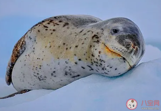猜一猜誰是海豹中的潛泳冠軍 神奇海洋11月17日答案 猜一猜誰是海豹中的潛泳冠軍 神奇海洋11月17日答案