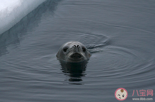猜一猜誰是海豹中的潛泳冠軍 神奇海洋11月17日答案 猜一猜誰是海豹中的潛泳冠軍 神奇海洋11月17日答案