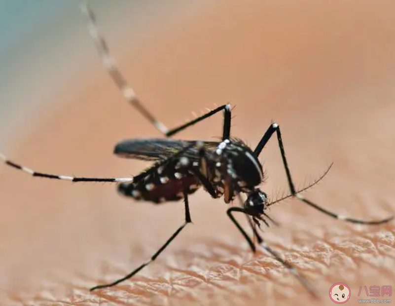 在寒冷的冬天蚊子也會冬眠嗎 螞蟻莊園11月18日答案