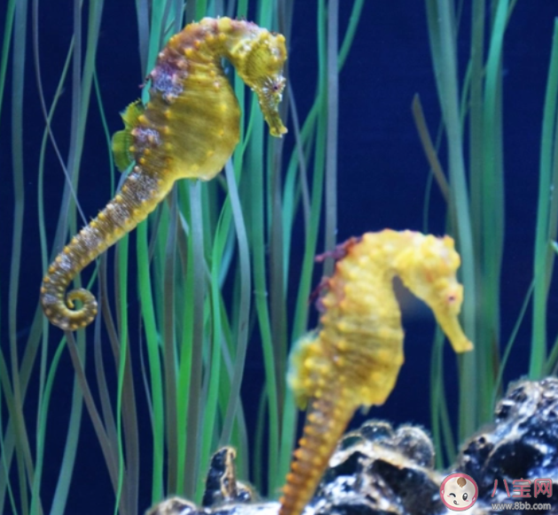 以下哪種海洋動物頭似馬尾似猴 神奇海洋11月20日答案 以下哪種海洋動物頭似馬尾似猴 神奇海洋11月20日答案