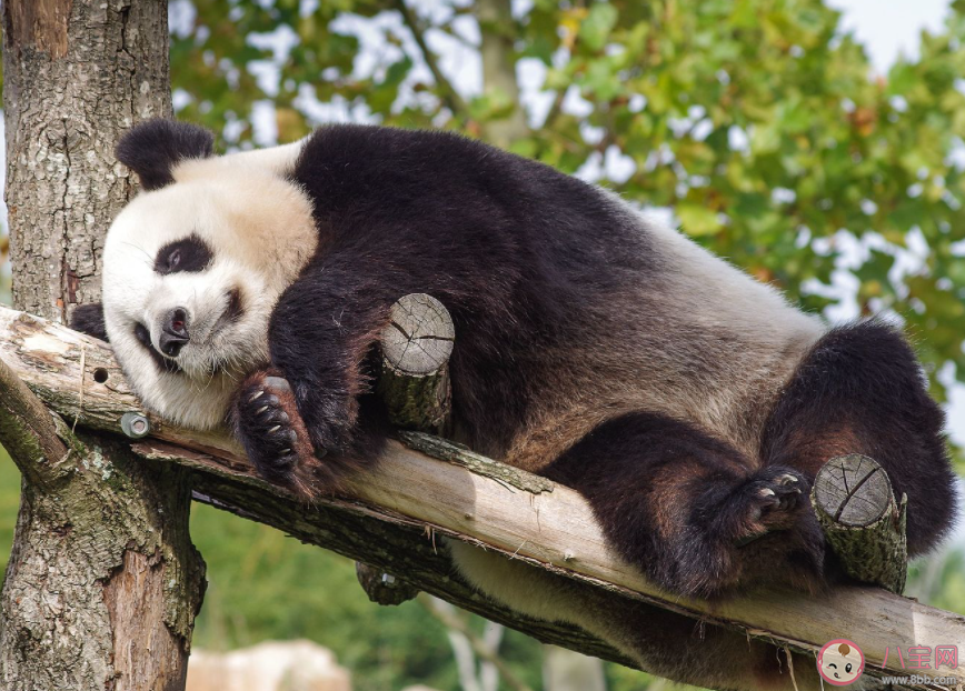 大熊貓喜歡爬樹猜猜與以下哪種生存需求有關 螞蟻莊園11月21日答案 大熊貓喜歡爬樹猜猜與以下哪種生存需求有關 螞蟻莊園11月21日答案