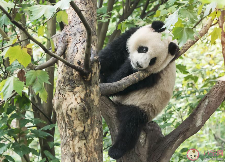 大熊貓喜歡爬樹猜猜與以下哪種生存需求有關 螞蟻莊園11月21日答案 大熊貓喜歡爬樹猜猜與以下哪種生存需求有關 螞蟻莊園11月21日答案