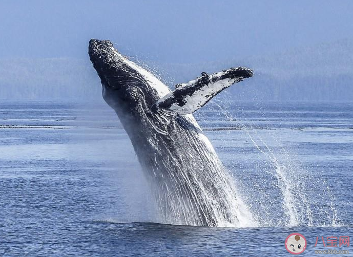 鯨類是恒溫動物可以靠什么來保暖 神奇海洋11月21日答案 鯨類是恒溫動物可以靠什么來保暖 神奇海洋11月21日答案