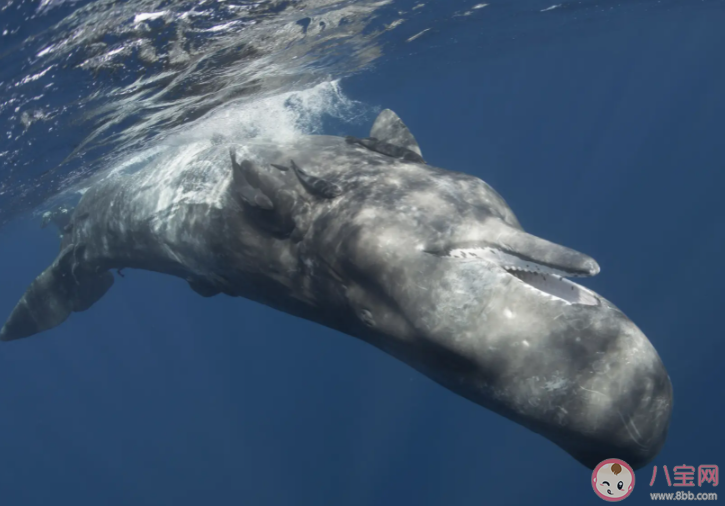 鯨類是恒溫動物可以靠什么來保暖 神奇海洋11月21日答案 鯨類是恒溫動物可以靠什么來保暖 神奇海洋11月21日答案