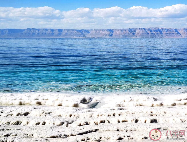 以下哪種生物能在死海中生存 神奇海洋11月22日答案 以下哪種生物能在死海中生存 神奇海洋11月22日答案