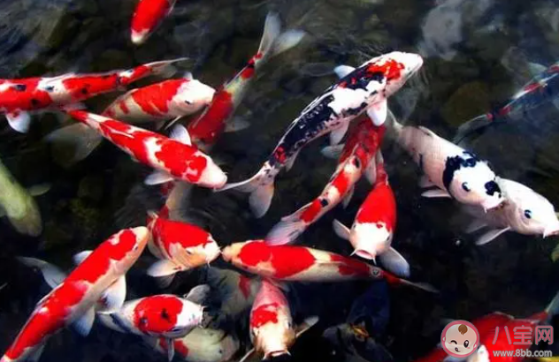 全國超六成錦鯉來自河南嗎 喂養錦鯉要注意哪些事情 全國超六成錦鯉來自河南嗎 喂養錦鯉要注意哪些事情