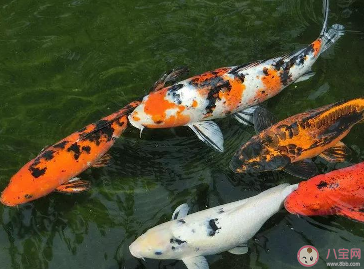 全國超六成錦鯉來自河南嗎 喂養錦鯉要注意哪些事情 全國超六成錦鯉來自河南嗎 喂養錦鯉要注意哪些事情